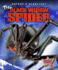 The Black Widow Spider (Nature's Deadliest)
