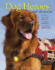 Dog Heroes: a Story Poster Book