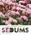 The Plant Lover's Guide to Sedums (the Plant Lover's Guides)