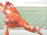 The Key Muscles of Yoga: Scientific Keys, Volume I
