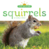 Squirrels (in My Backyard)