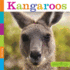 Kangaroos