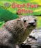 Giant River Otters