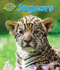 Jaguars (Jungle Babies of the Amazon Rain Forest)
