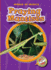 Praying Mantises (World of Insects: Blastoff Readers, Level 2)