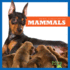 Mammals (Bullfrog Books: Animal Classification)