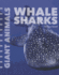 Whale Sharks