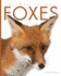 Foxes (Amazing Animals)