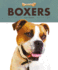 Boxers (Fetch! )