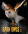 Barn Owls (Creatures of the Night)