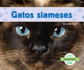 Gatos Siameses (Gatos / Cats) (Spanish Edition)