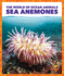 Sea Anemones (Pogo Books: the World of Ocean Animals)