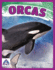 Orcas (Giants of the Sea)
