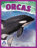 Orcas