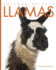 Llamas (Amazing Animals)