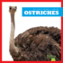 Ostriches (Bullfrog Books: My First Animal Library)