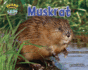 Muskrat