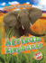 African Elephants (Animals of the Grasslands: Blastoff! Readers, Level 2)