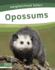 Opossums Neighborhood Safari