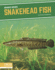 Snakehead Fish (Invasive Species)