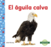 El Guila Calva Bald Eagle Smbolos De Los Estados Unidos