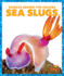 Sea Slugs (Pogo Books: Science Behind the Colors)