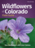 Wildflowersofcoloradofieldguide Format: Paperback