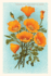 The Vintage Journal California Poppies