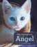 The Adventures of Angel: a Kitten's Story