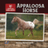 Appaloosa Horse