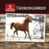 Thoroughbred (Popular Horse Breeds)