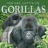 Rourke Educational Media Social Lives of Gorillas (Animal Behaviors)