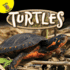 Rourke Educational Media Turtles (Reptiles! )