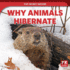 Why Animals Hibernate (Top-Secret Nature)