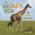The Great Giraffe Rescue Format: Library Bound