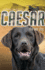 Caesar the War Dog: Volume 1