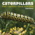 Caterpillars: Find-Identify-Raise Your Own