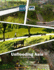 Unflooding Asia the Green Cities Way