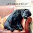 Labradorable: Labradors at Home, at Large, and at Play