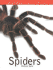 Spiders (Nature Factfile)