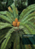 Cites and Cycads: a User's Guide