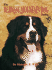 The Bernese Mountain Dog Today (Book of the Breed S)