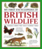 My First Encylopedia of British Wildlife: Mammals, Birds, Fish, Bugs, Flowers, Trees