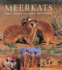 Meerkats