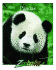 Giant Pandas (Zoo Books)