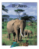 Elephants