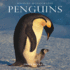 Penguins