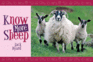Know More Sheep (Know Your...)