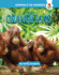 Orangutans Format: Library Bound