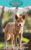 Dingoes